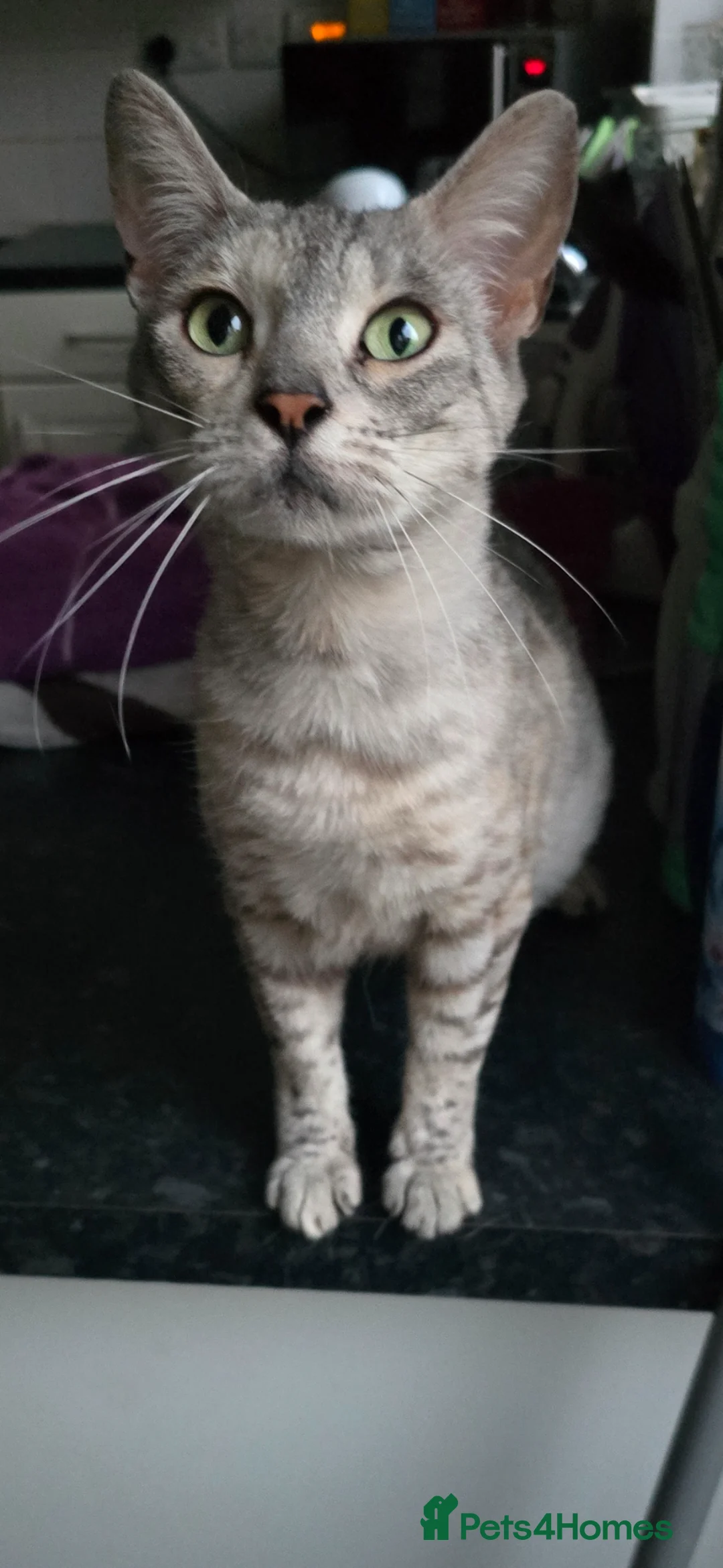 Mixed Breed cats for sale: Bengal cross kittens - Advert 9