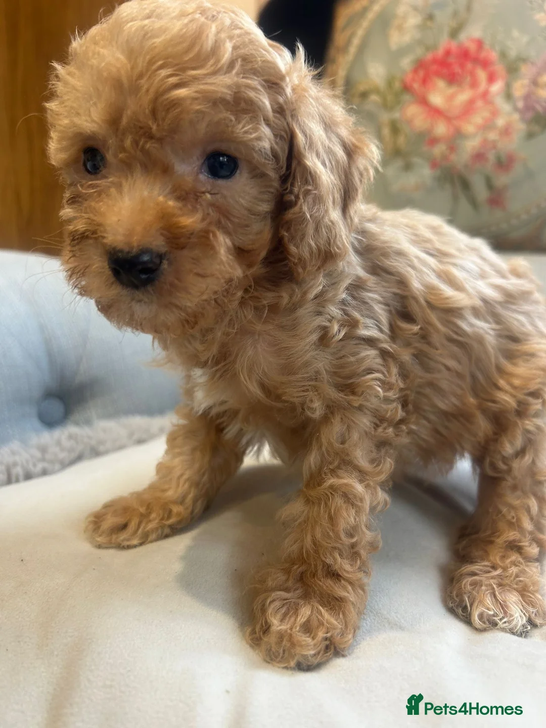 Cockapoo dogs for sale: Beautiful babies available  - Advert 24