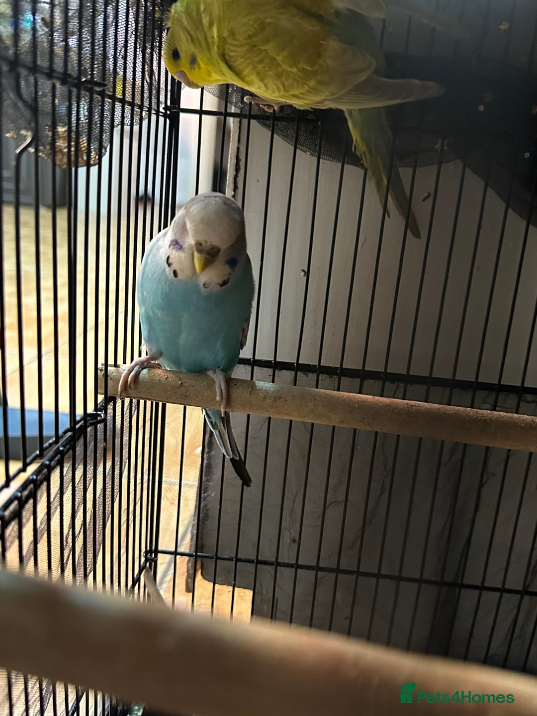 Budgerigars birds for sale:  Budgies for sale - Advert 4