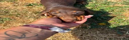 Miniature Dachshund dogs for sale: Miniature dachshund puppies  - Advert 5