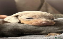 Miniature Dachshund dogs for sale: Adorable Miniature Dachshund Puppies ! 🐾 - Image 1