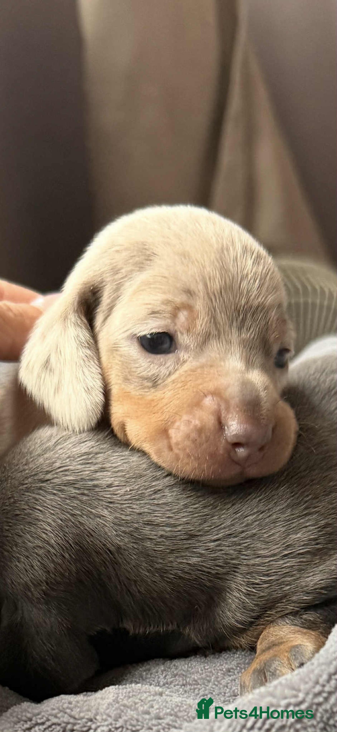 Miniature Dachshund dogs for sale: Adorable Miniature Dachshund Puppies ! 🐾 - Image 1
