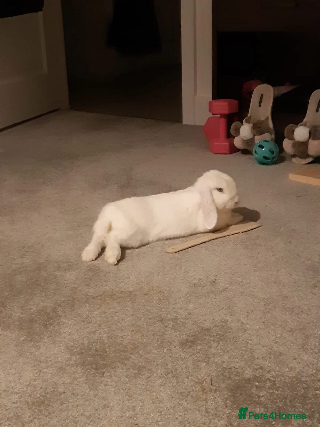 Mini Lop rabbits for sale: Super sweet bunny in need of new home 🌸 in Hemel Hempstead - Advert 2