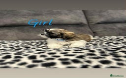 Shih Tzu dogs for sale: 🩷 Beautiful Shitzu Puppies 🩷 - Image 13