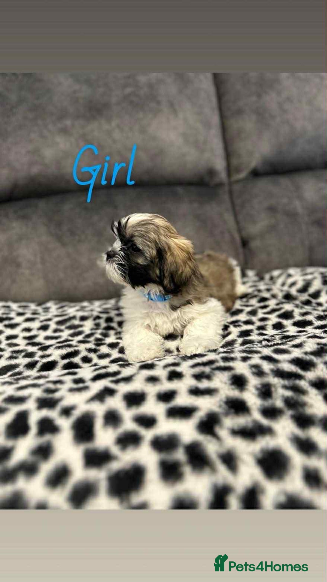 Shih Tzu dogs for sale: 🩷 Beautiful Shitzu Puppies 🩷 - Image 13