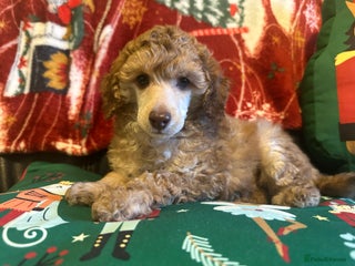 Toy Poodle dogs 💫🐩Extensively Health tested KC Toy Poodles 🐩💫 - Advert 6