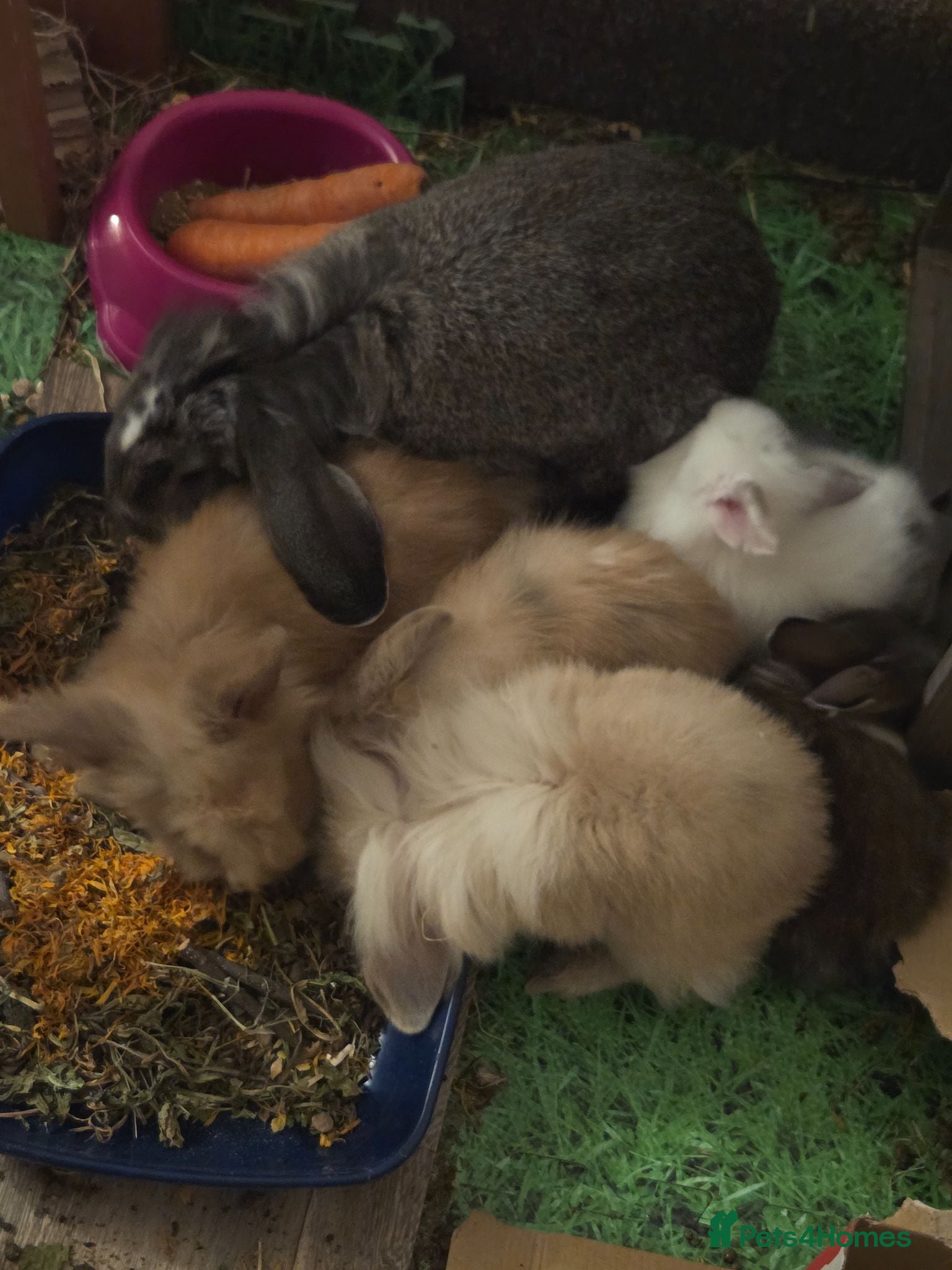 Mini Lion Lop rabbits Beautiful friendly lionlop babies - Advert 5