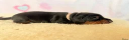 Dobermann dogs for sale: Exclusive Pedigree Dobermann Puppies.  - Advert 4