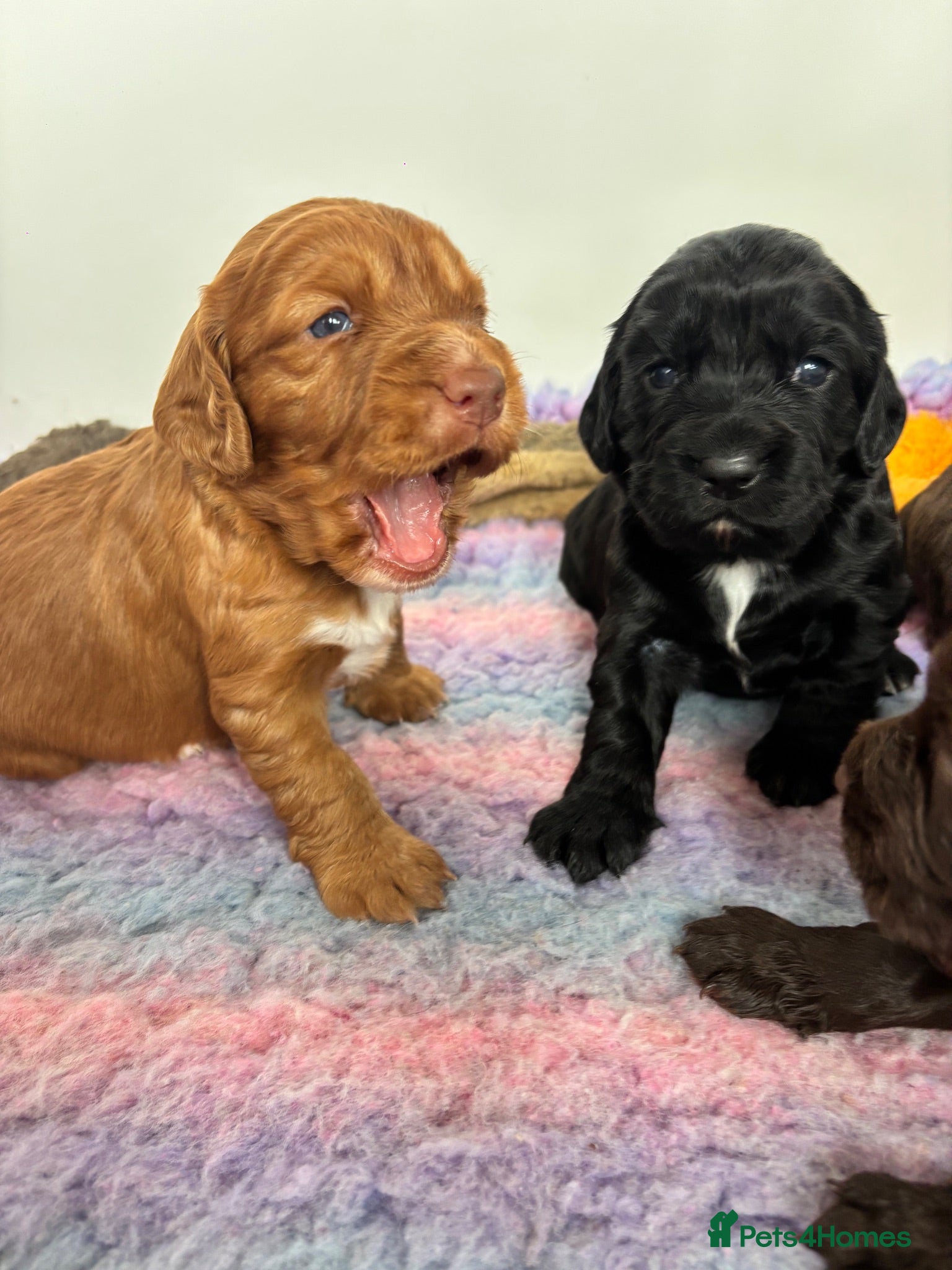 Cocker Spaniel dogs for sale: KC working cocker puppies 🖤girl & ❤️boy left - Advert 1