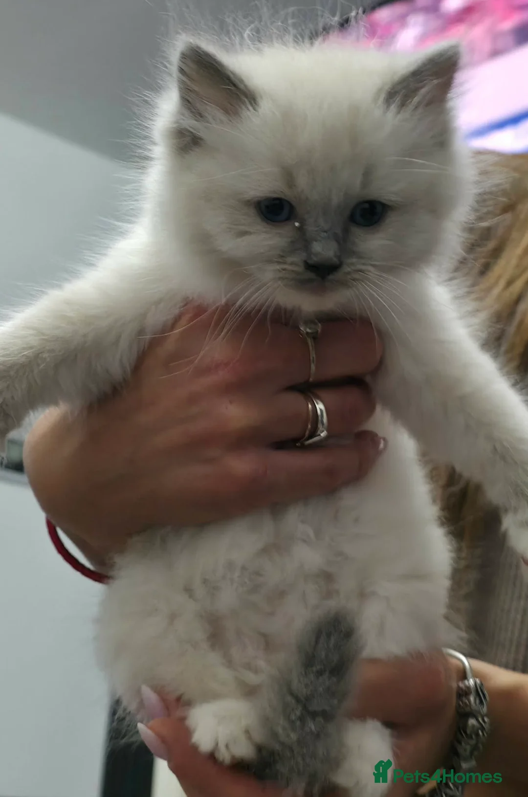 Ragdoll cats for sale: 😻 Beautiful TICA Registered Pedigree Kittens ! 🩵 - Advert 25