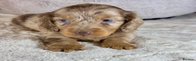 Miniature Dachshund 3