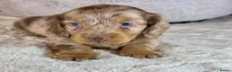Miniature Dachshund dogs for sale: Adorable Miniature Dachshund Puppies For Sale - Advert 4