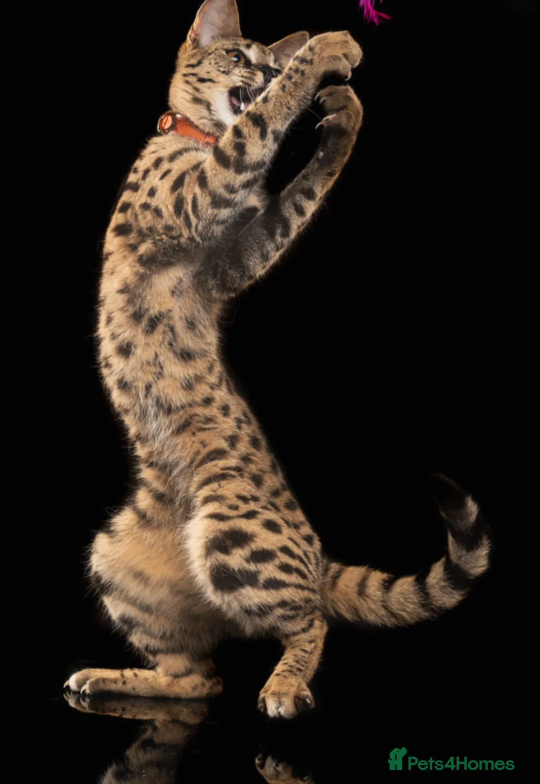 Savannah cats for sale: F1 Savannah - Huge black nose - golden - Advert 6