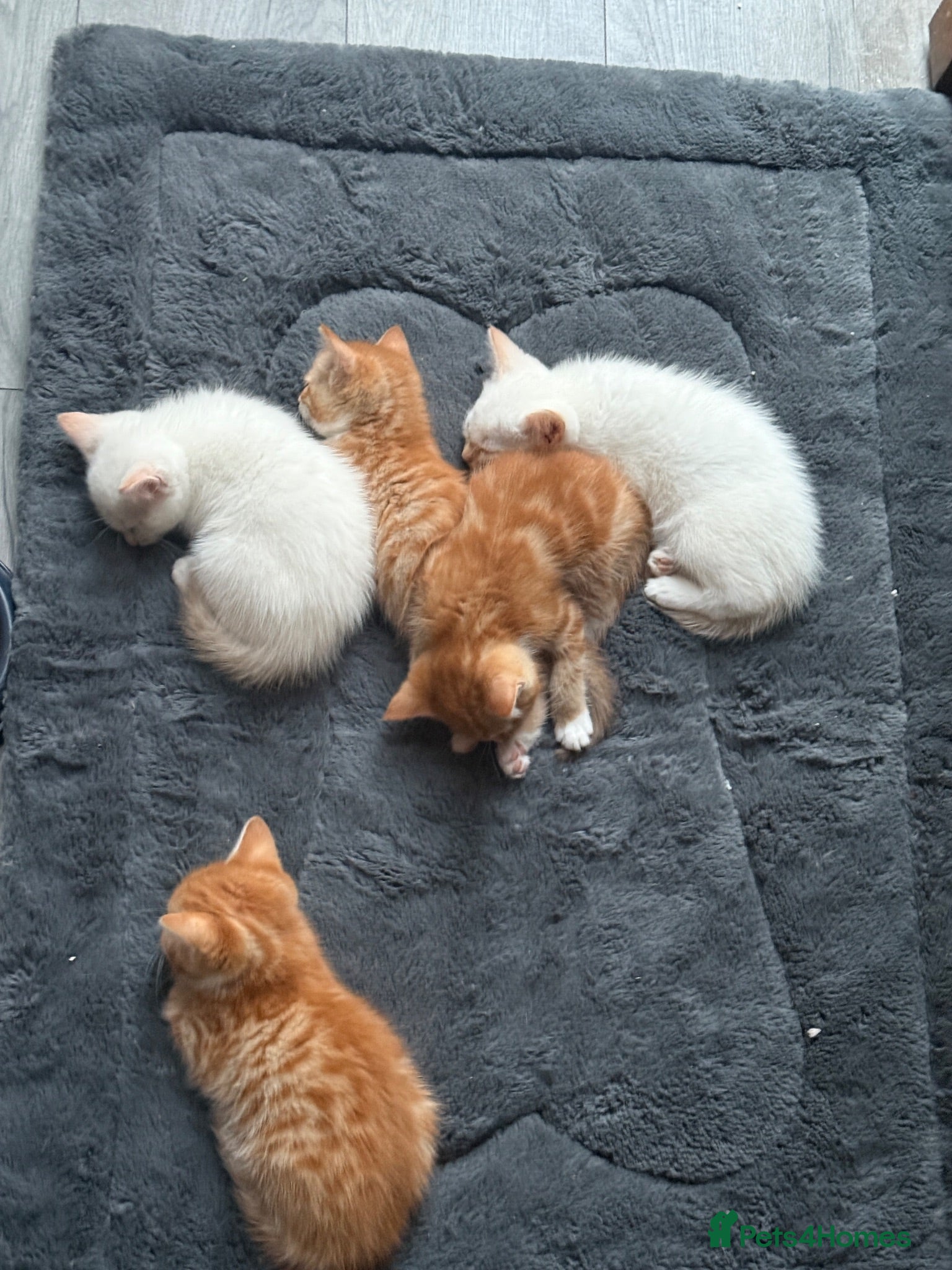 Mixed Breed cats 5 MIXED KITTENS  - Advert 1