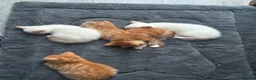 Mixed Breed cats for sale: 5 MIXED KITTENS  - Advert 1