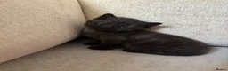 Domestic Shorthair cats for sale: 4 Beautiful Black Kittens  - Advert 3
