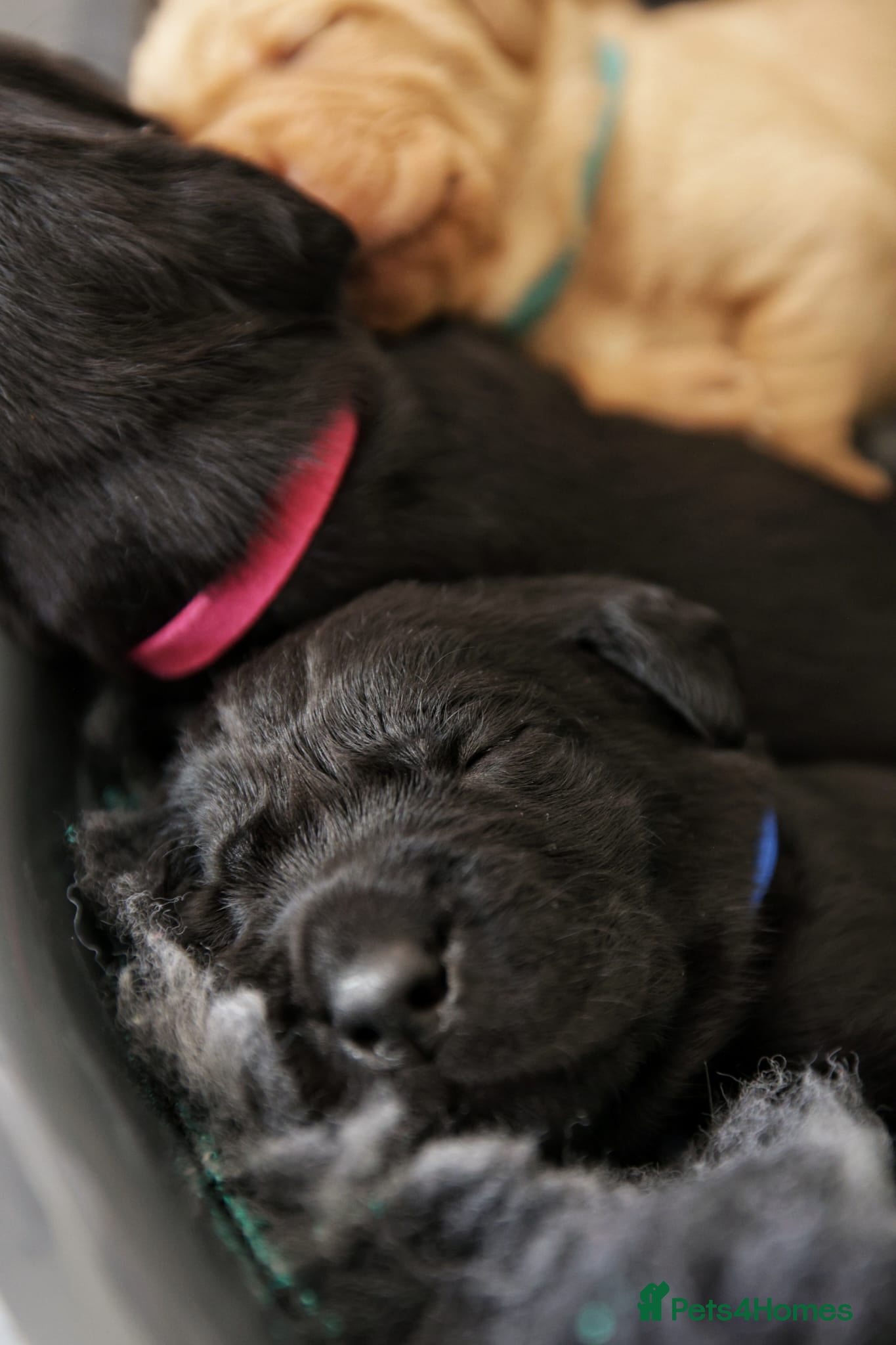 Labrador Retriever dogs for sale: Labrador Puppies – Black & Fox Red in Peterborough - Advert 6