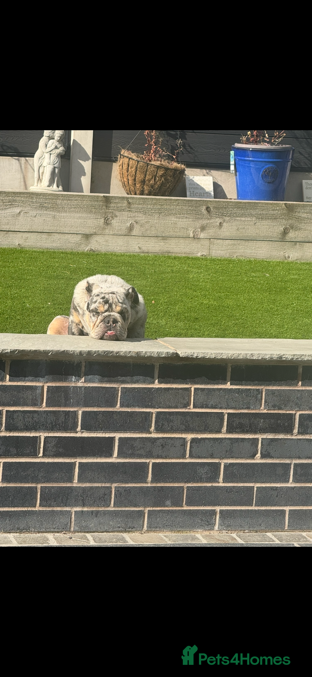 English Bulldog dogs for sale: Grey Merle male english bulldog puppy - Image 38