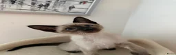 Siamese cats for sale: 5 Siamese kittens  - Advert 3