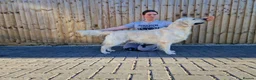 Golden Retriever dogs for stud: Proven KC Registered cream male - Advert 4