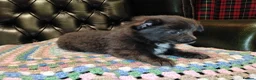 Chihuahua dogs for sale: Chihuahua Puppies for sale, Ready for loving homes - Advert 33