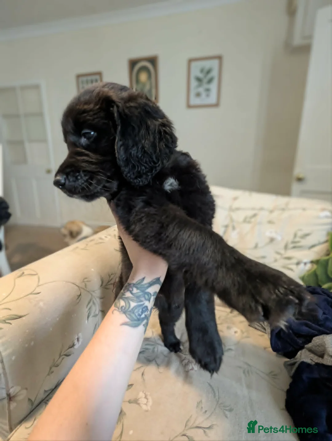 Mixed Breed dogs for adoption: 🌼 SWEET BUTTERCUP - LAST GIRL FROM THIS LITTER 🌼 in Bristol - Advert 2