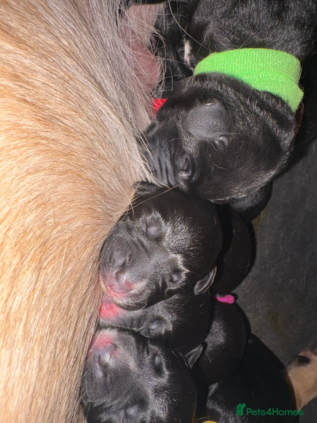 Mixed Breed dogs for sale: Beautiful Dalmador (lab X Dalmatian) puppies..!  - Advert 36