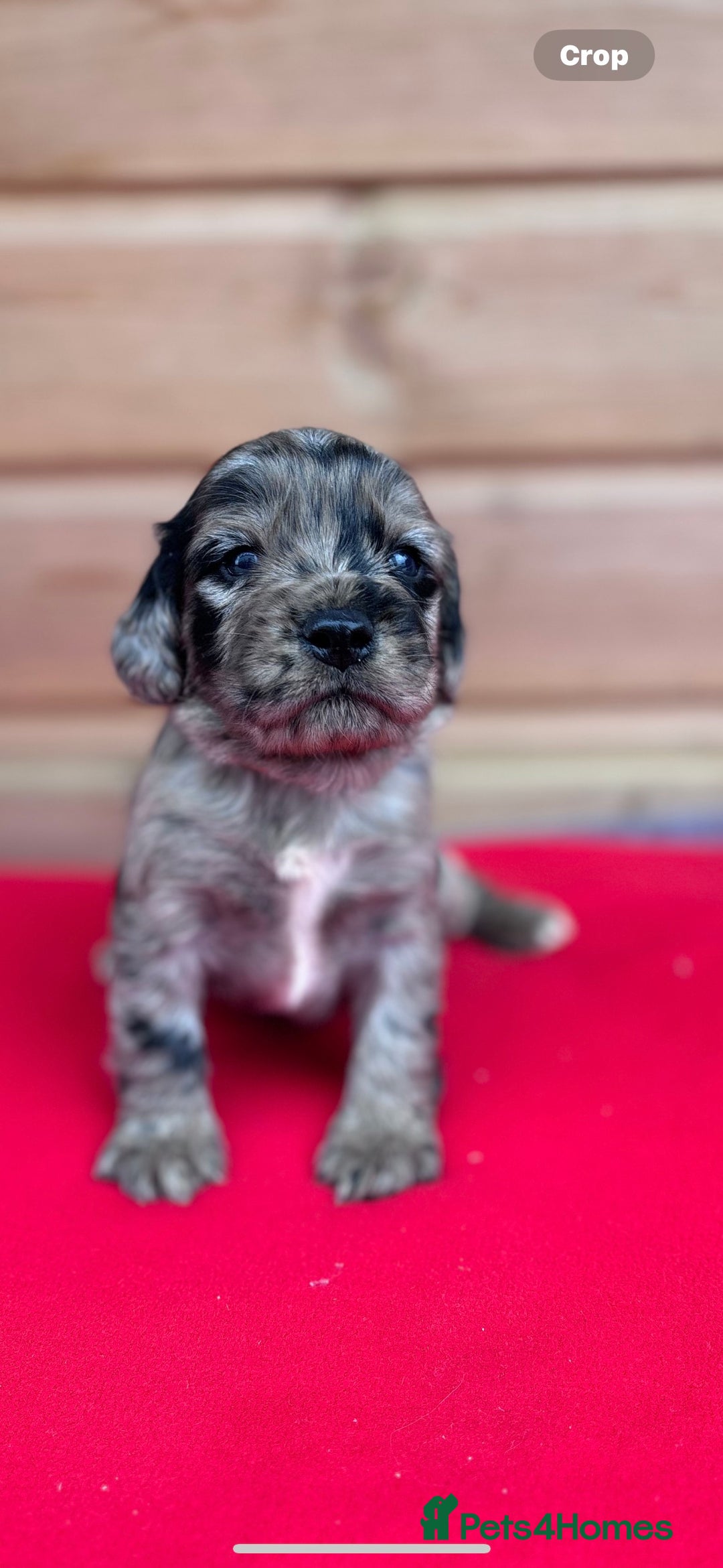 Sprocker dogs for sale: Sprocker spaniel puppies  - Image 6