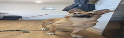 Mixed Breed dogs for sale: Kelsey & Kano litter due early November Darlington in Darlington - Advert 5