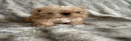 Shih Tzu dogs for sale: Imperial Shihtzu  - Advert 5