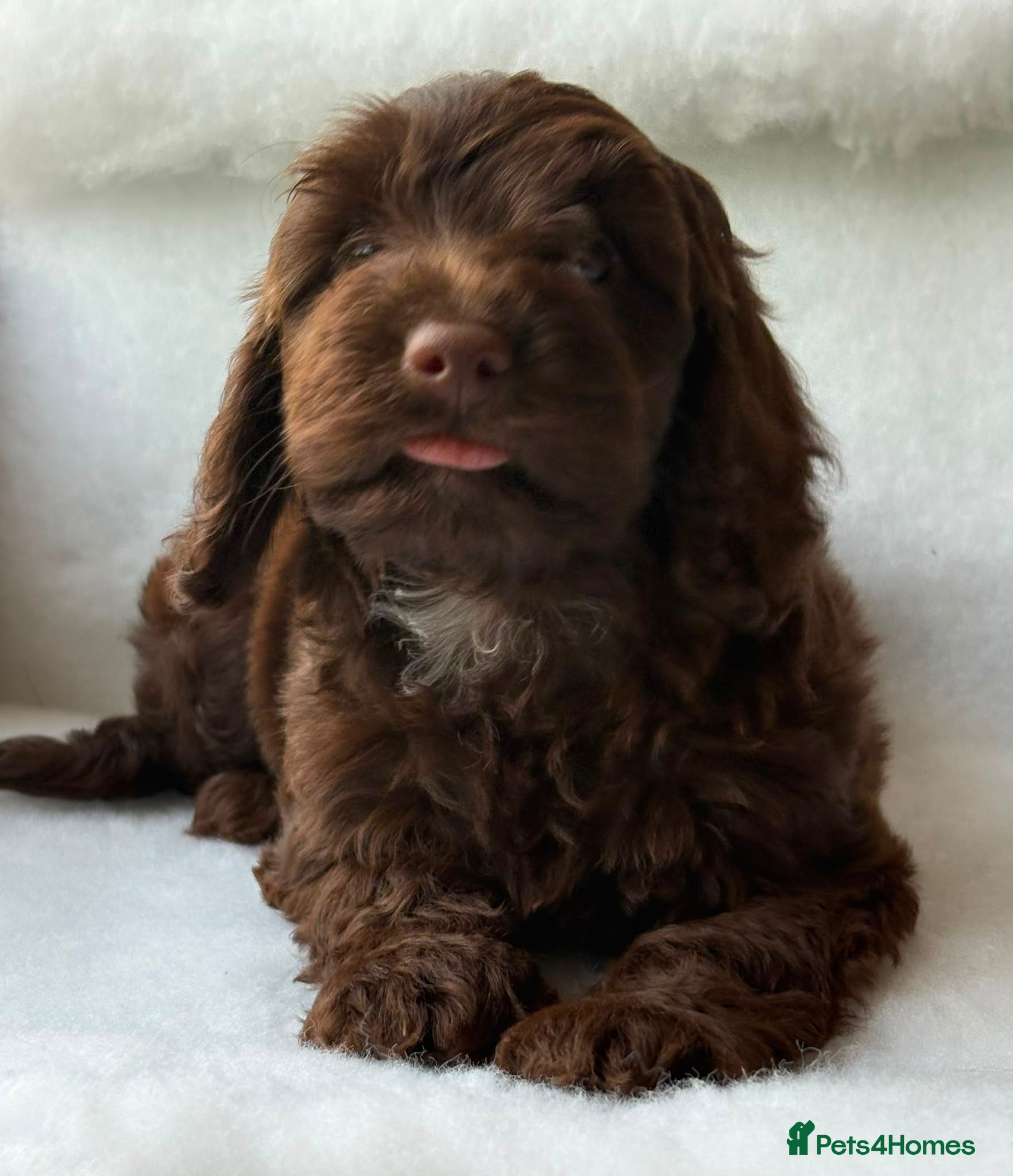Cockapoo dogs Gorgeous Cockapoo puppies - Advert 15