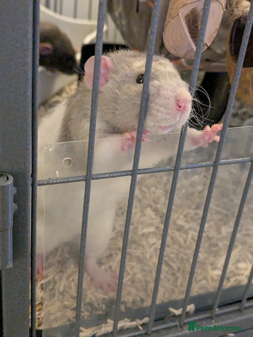 Rat rodents for sale: Rats looking for home - Advert 8