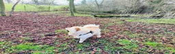 Chow Chow dogs for sale: Beautiful Chow Chow Girl - Loving Home Wanted  in Dunstable - Advert 5