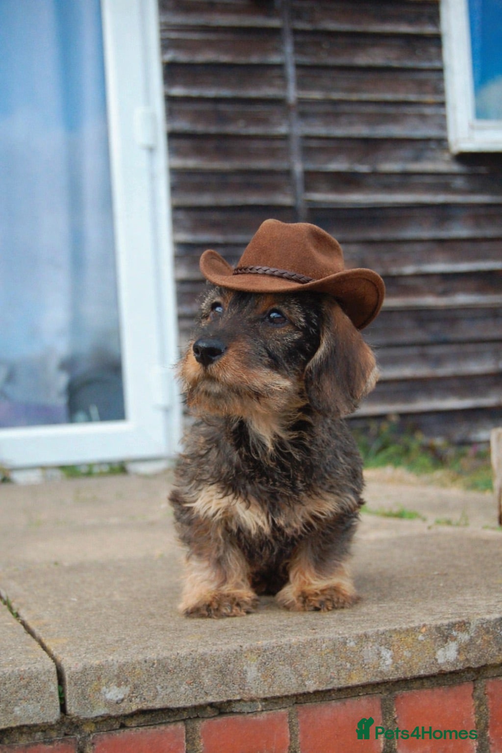 Dachshund dogs Wirehaired dachshund puppy - Advert 7
