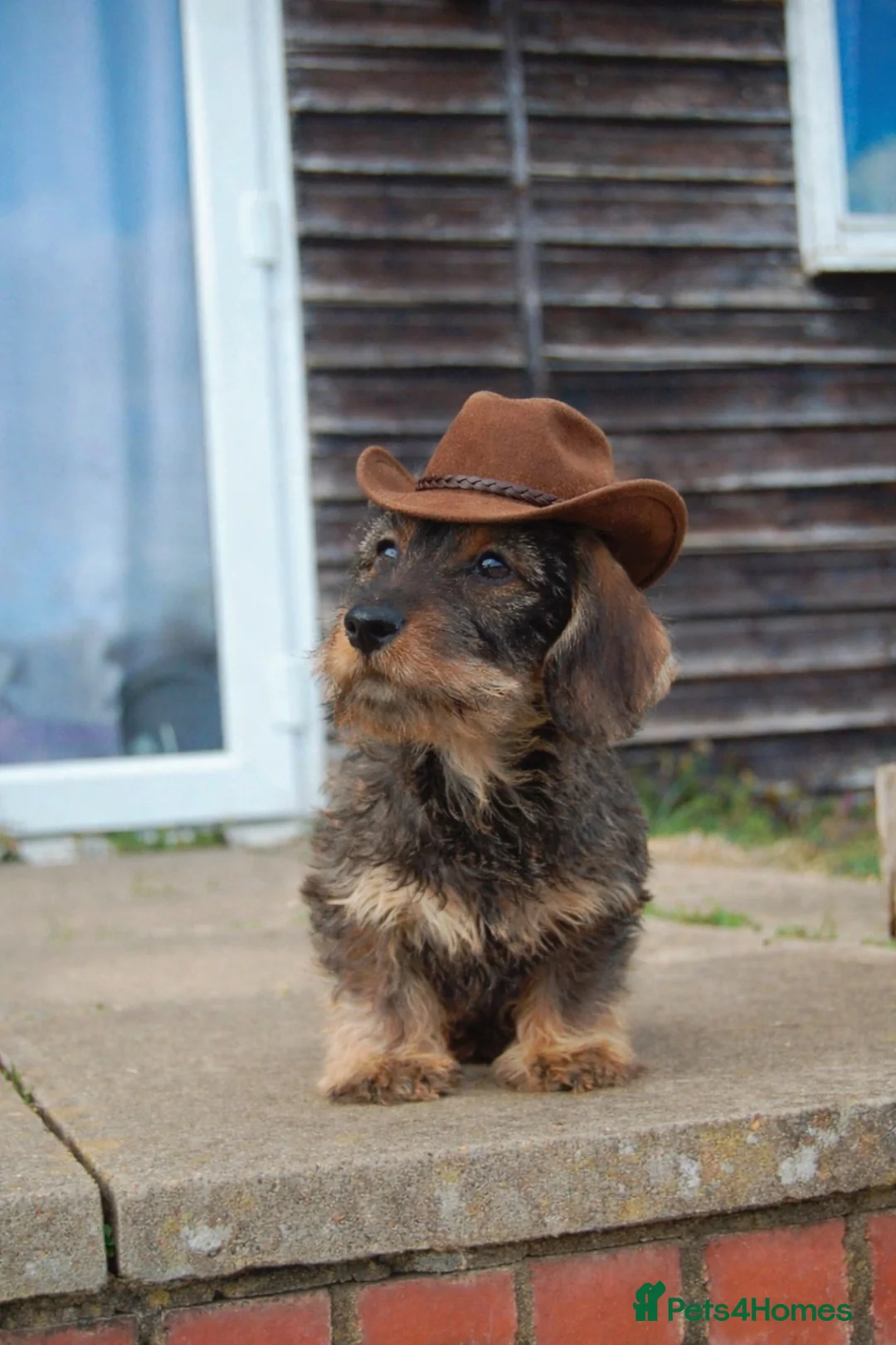 Dachshund dogs for sale: Wirehaired dachshund puppy - Advert 1