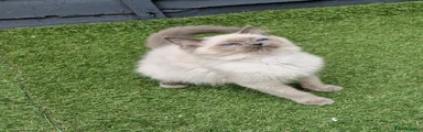 Blue colourpoint female