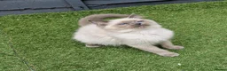 Ragdoll cats for sale: GCCF Registered Ragdoll Kittens  - Advert 7