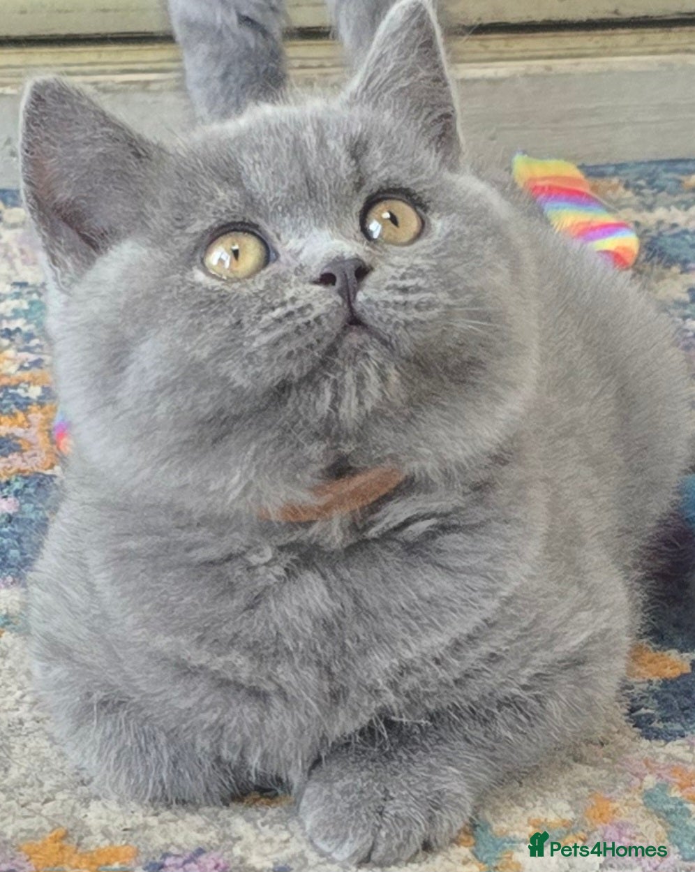 British Shorthair cats Gorgeous cute British Short Hair Kittens - Advert 1