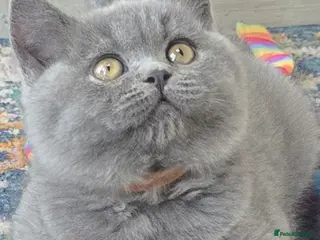 British Shorthair cats Gorgeous cute British Short Hair Kittens - Advert 1