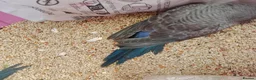 Budgerigars birds for sale: Black face blackwing violet budgie for sale  - Advert 2