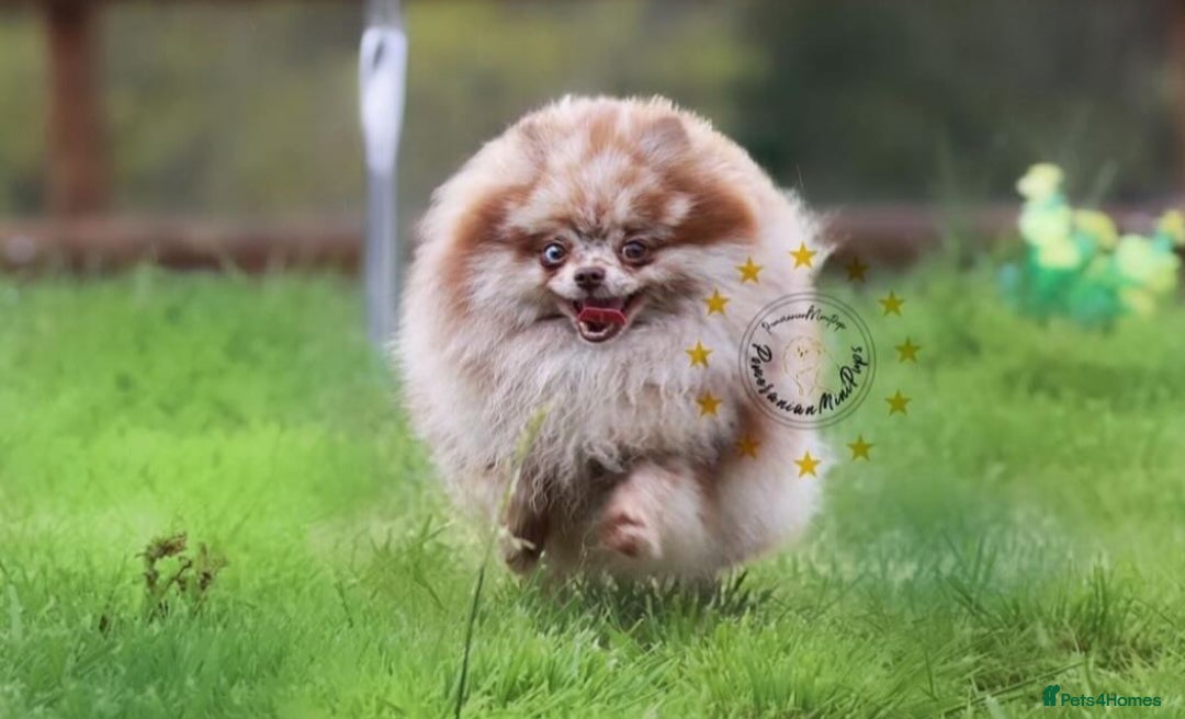 Pomeranian dogs for sale: exotic pomeranian pup - Image 3
