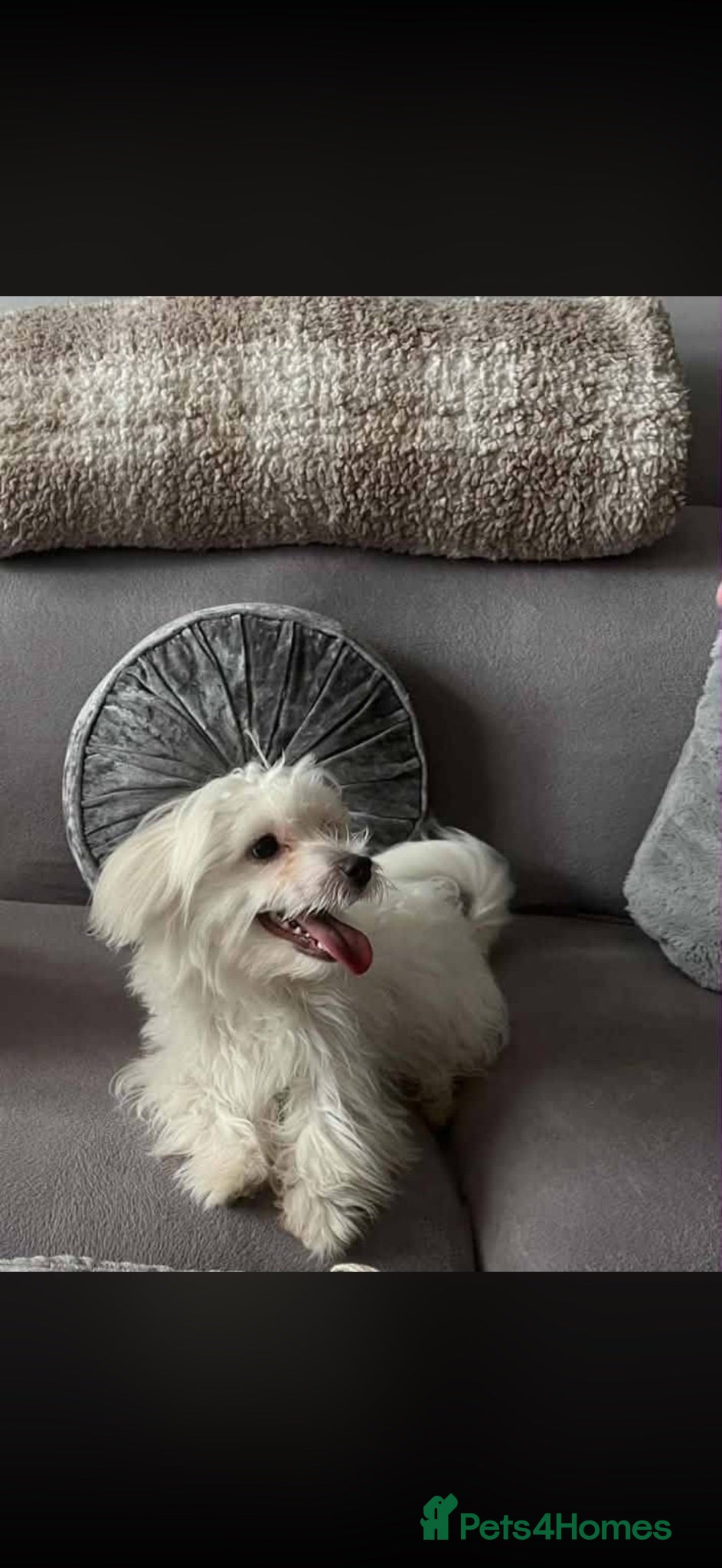 Maltipoo dogs Handsome Borris For Sale 🤍 - Advert 2