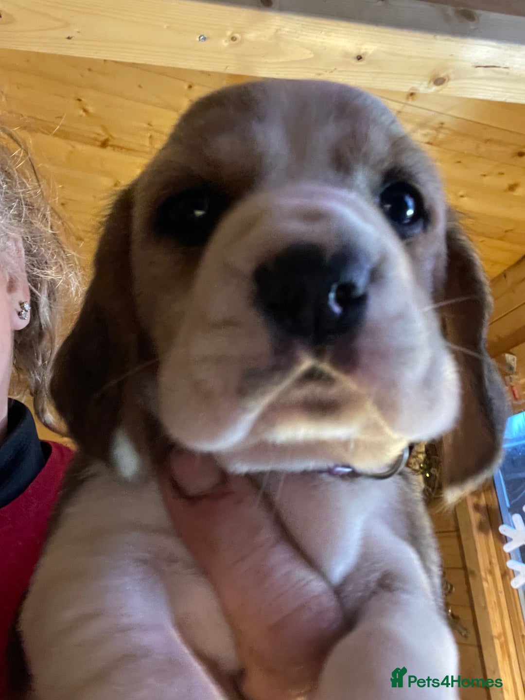 Beagle dogs for sale: 2tri girls kc reg ready after  **   - Advert 17