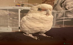 Cockatoo birds for sale: Cockatoo - Image 1