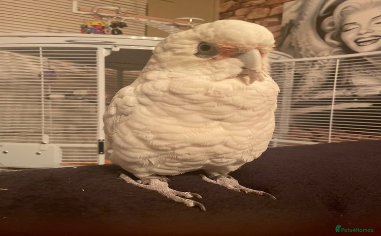 Cockatoo birds - Advert 7