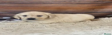 Golden Retriever 5