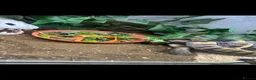 Tortoise reptiles for sale: Rescue horse field tortoise Terry  - Advert 2