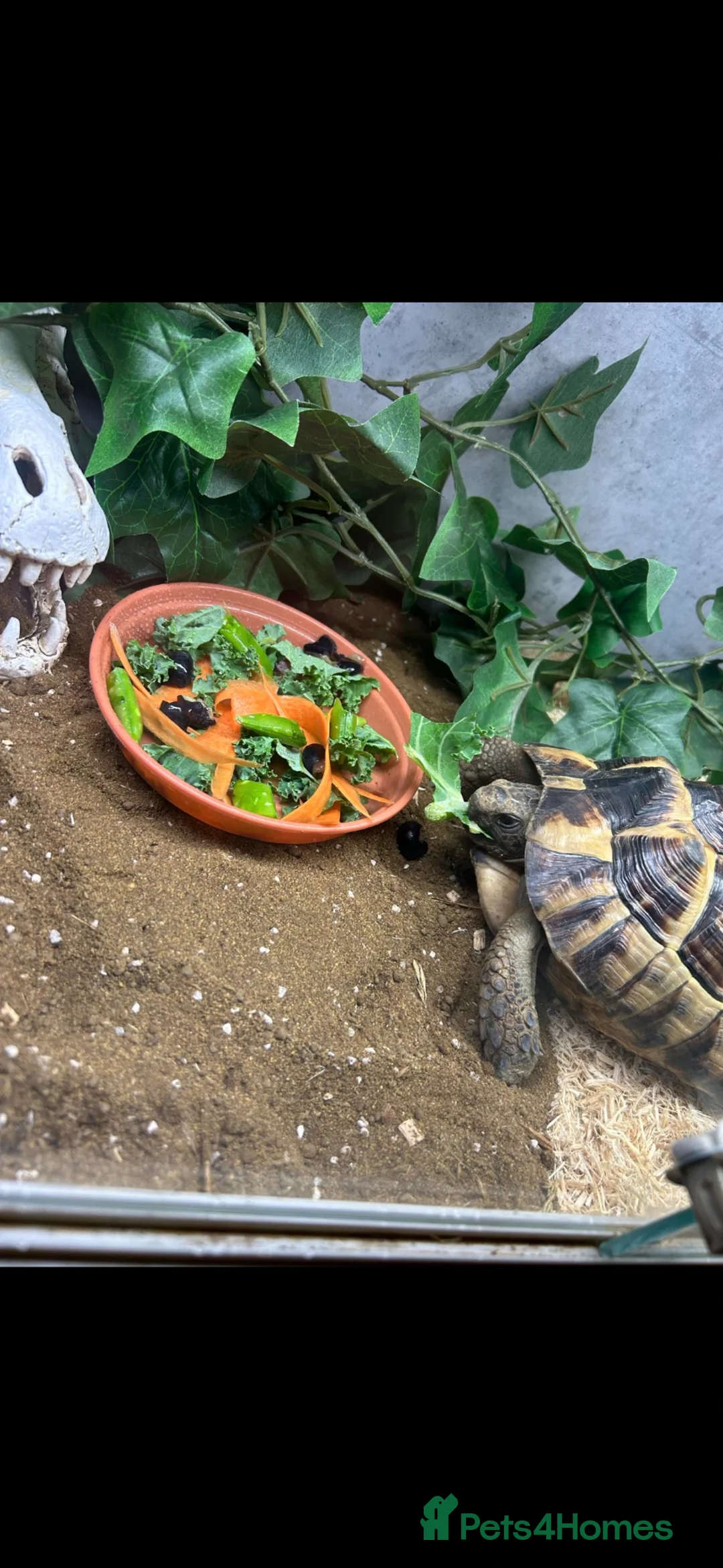 Tortoise reptiles for sale: Rescue horse field tortoise Terry  - Advert 2