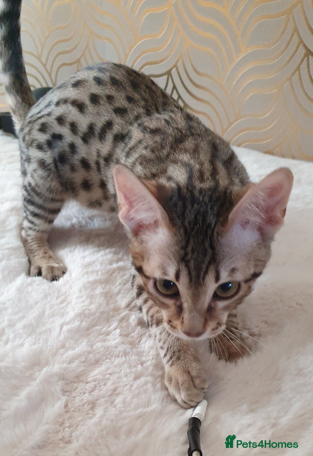 Savannah cats for sale: Fabulous F5 SBT Savannah Kittens! REDUCED! - Image 9