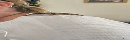 Gecko reptiles for sale: Male Leopard gecko  in Aberdare - Advert 3